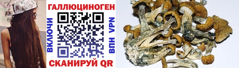 купить   Златоуст  Псилоцибиновые грибы Psilocybine cubensis 